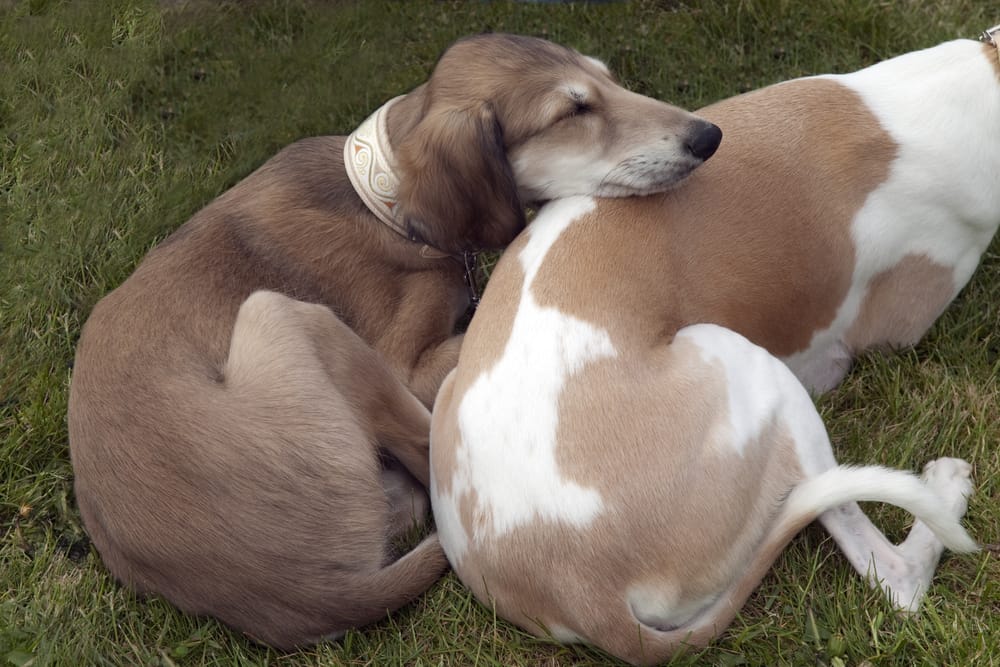 pet-health-insurance-Kennesaw-Georgia