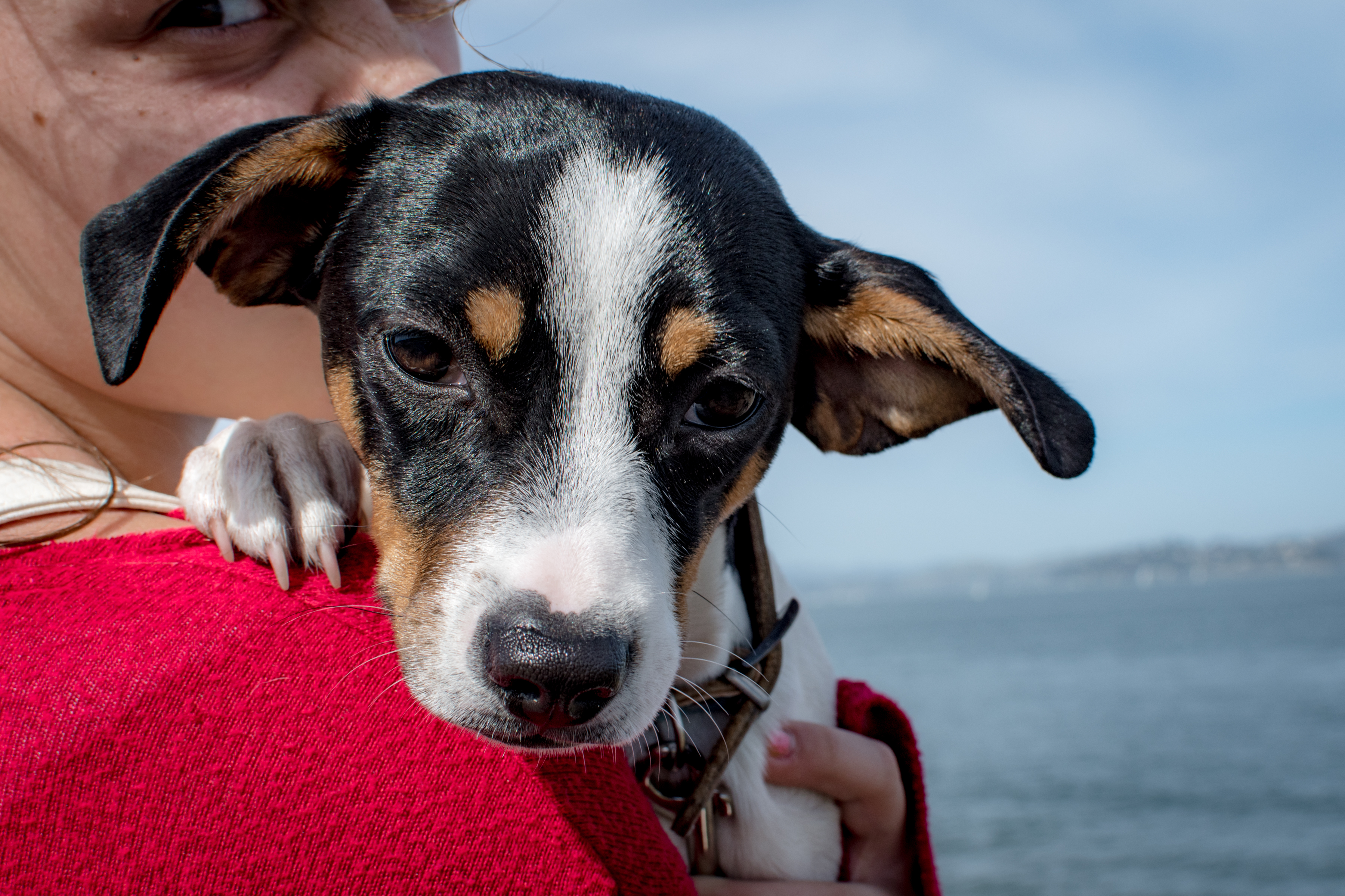 A girl holds her dog.