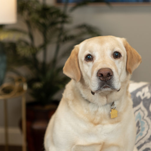 Otis "The Wonderdog" Lutes Otis "The Wonderdog" Lutes